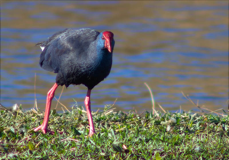 Polla blava (Porphyrio porphyrio)