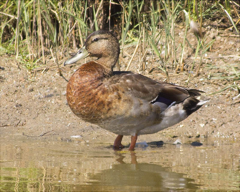 Ànec collverd (Anas platyrhynchos)