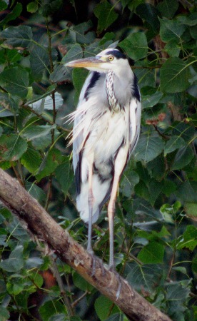 Bernat Pescaire (Ardea Cinerea)