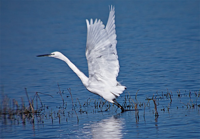 Martinet blanc (Egretta garzetta) 1 de 2