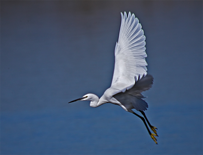 Martinet blanc (Egretta garzeta) 2 de 2