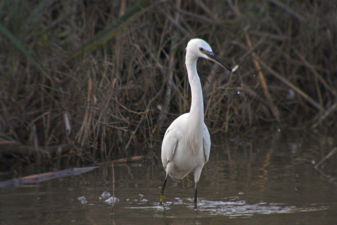 Martinet blanc ( Egretta garzetta)