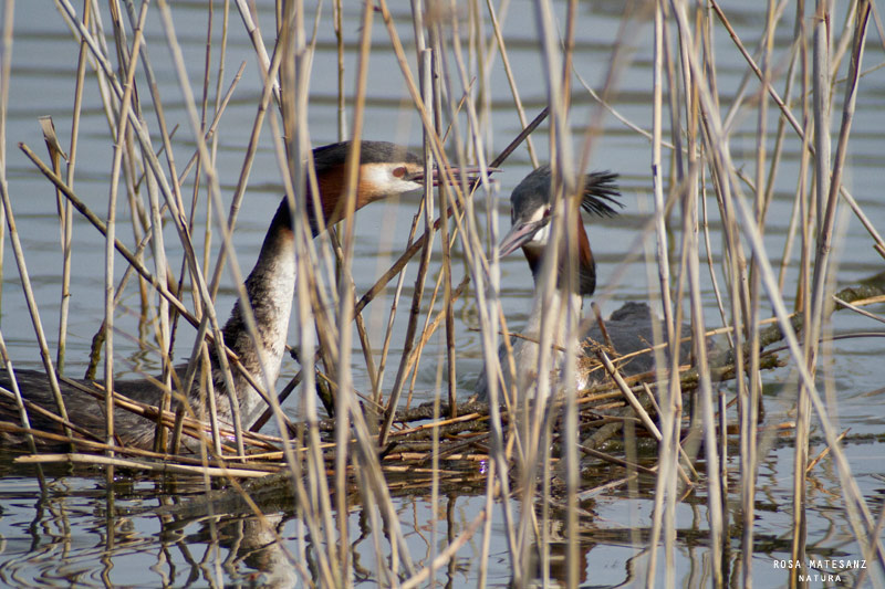 Parella de cabussó emplomallat (Podiceps cristatus)