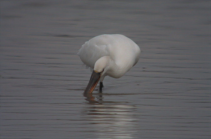 Bec Planer (Platalea leucorodia)