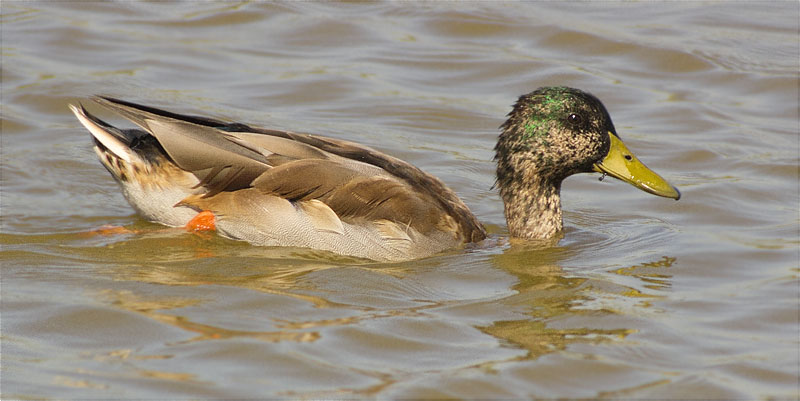 Ànec collverd (Anas platyrhynchos)