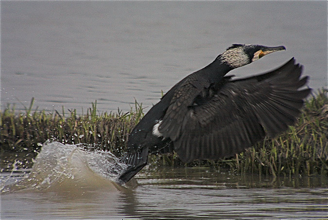 Corb mari gros (Phalacrocorax carbo)