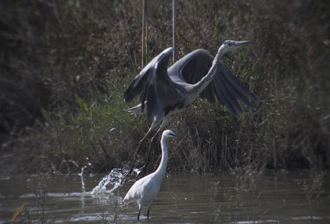 Bernat pescaire (Ardea cinerea)