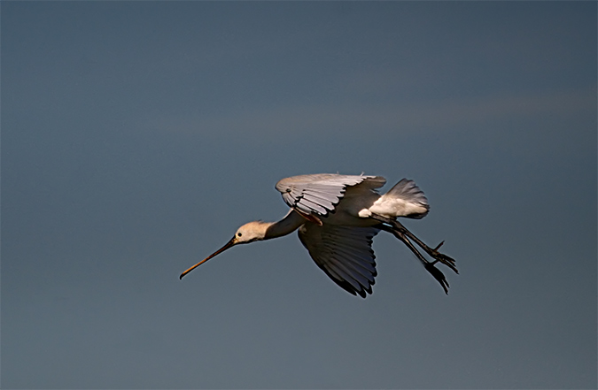 Becplaner (Platalea leucorodia)