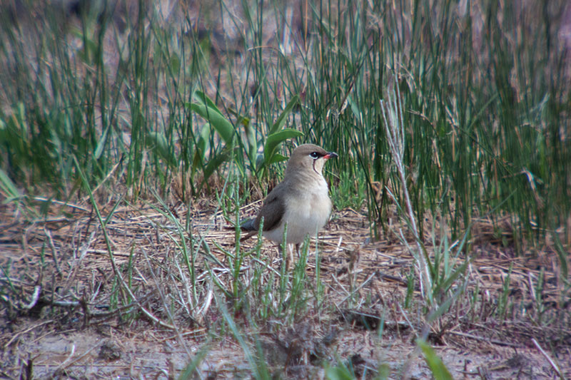 Perdiu de mar (Glareola pratincola)