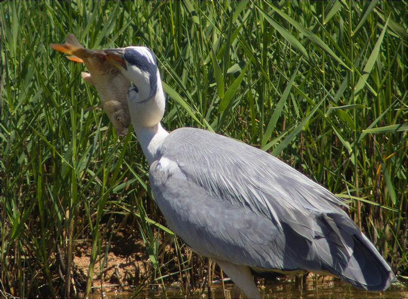 Bernat pescaire (Ardea cinerea) amb carpa