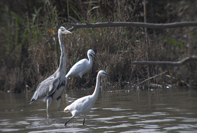 Bernat pescaire (Ardea cinerea) 1de3