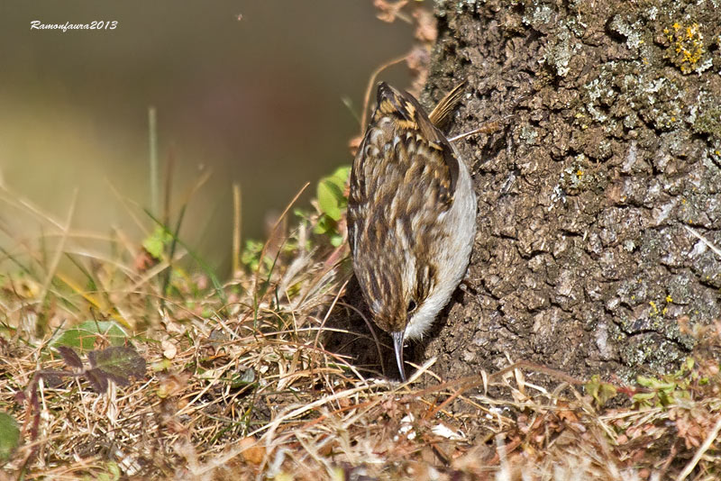 Ocells de la Garrotxa: Raspinell