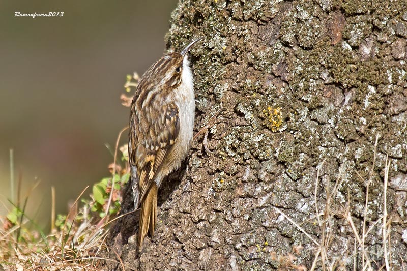 Ocells de la Garrotxa: Raspinell