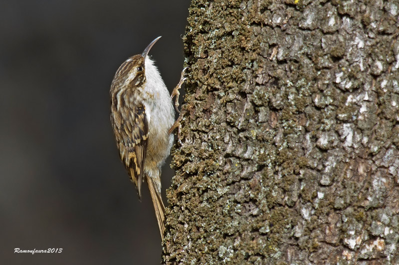 Ocells de la Garrotxa: Raspinell