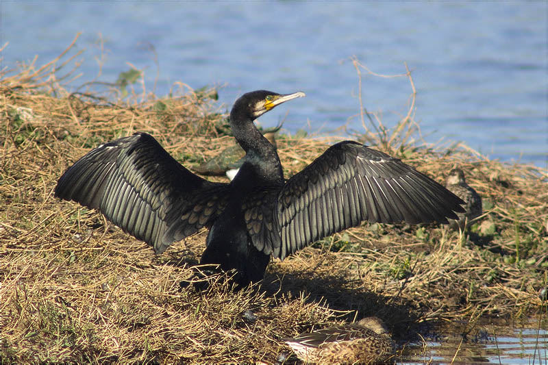 Corb marí gros (Phalacrocorax carbo)