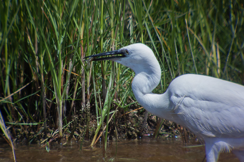 Martinet blanc (Egretta garzetta)