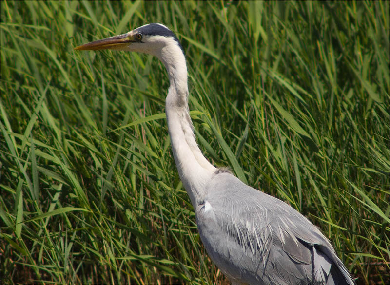 Bernat pescaire (Ardea cinerea)