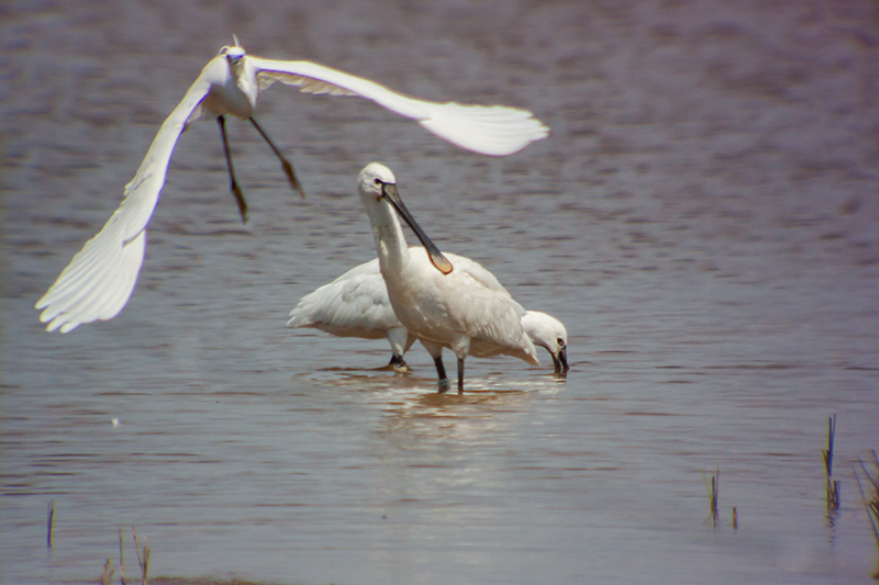 Bec-planer (Platalea leucorodia)