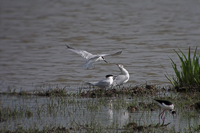 Xatrac Becllag (Sterna sandvicensis)