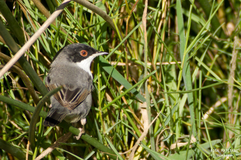 Tallarol capnegre (Sylvia melanocephala)