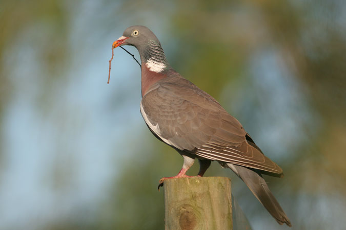 Tudó. Columba palumbus