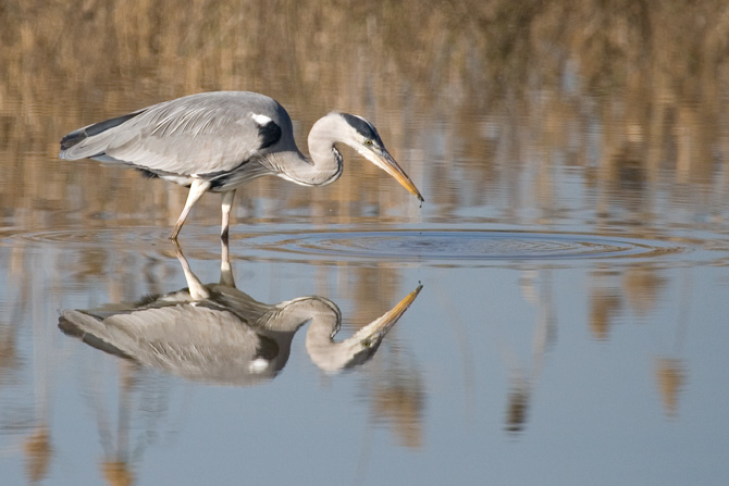 Reflejos