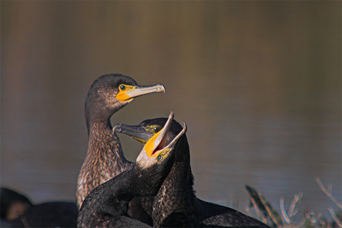 Corb mari gros (Phalacrocorax carbo)