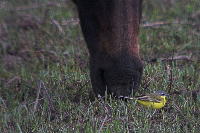 Cuereta groga (Motacilla flava).