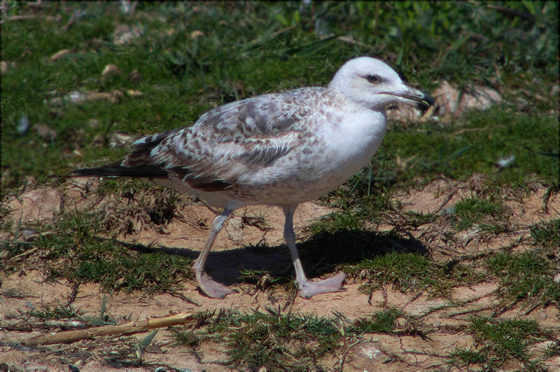 Jove de Gavià argentat (Larus michahellis)