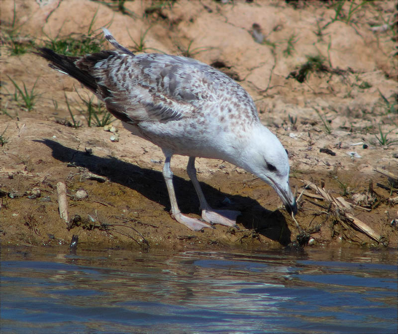 Jove de Gavià argentat (Larus michahellis)