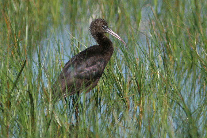 Capó reial. Plegadis Falcinellus