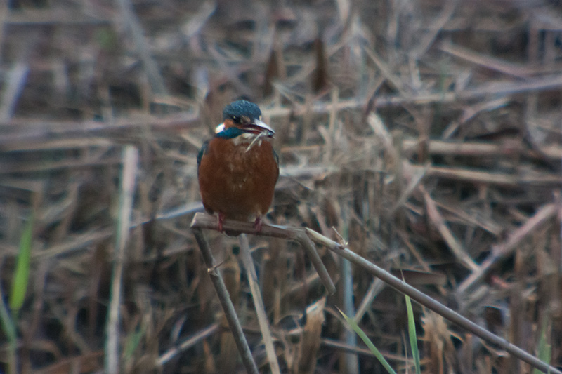 Blauet (Alcedo atthis)