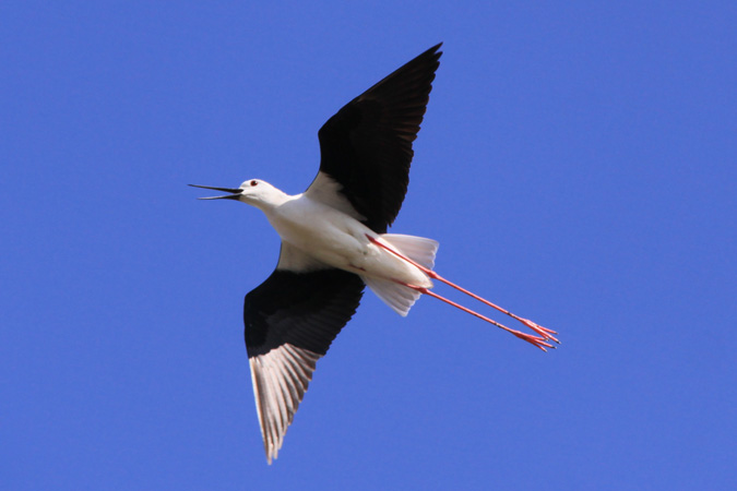 Camallarg 2 (Himantopus himantopus)