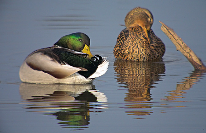 Anec collverd (Anas platyrhynchos)