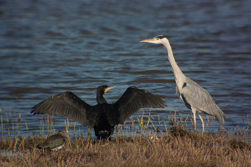 Corb marí (Phalacrocorax carbo) Bernat pescaire (Ardea cinerea)