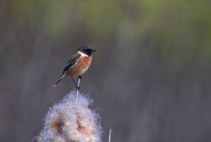 Bitxac comú (Saxicola torquatus)