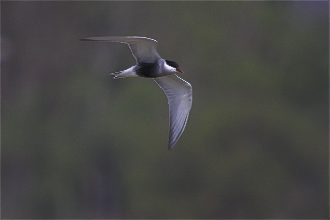 Fumarell carablanc (Chlidonias hybridus)