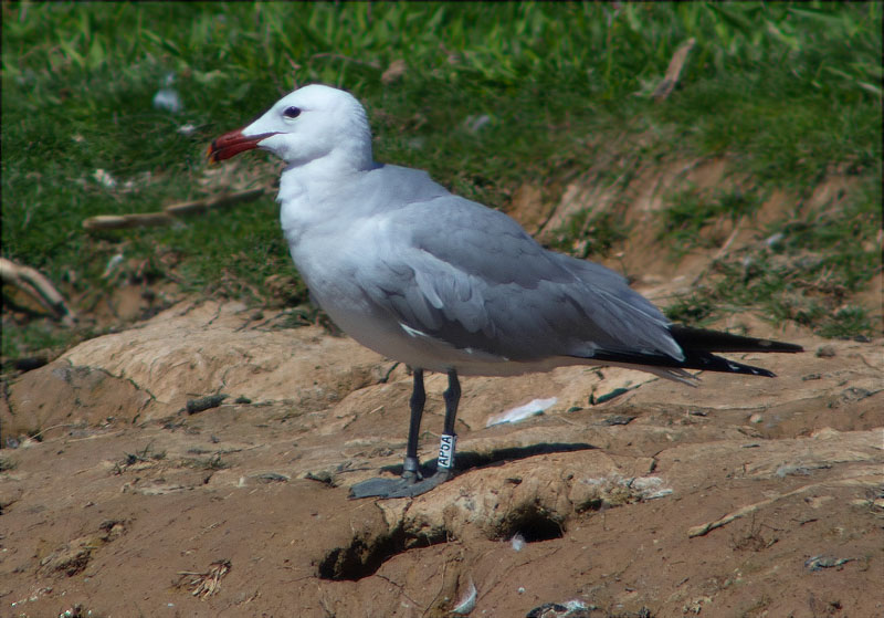 Gavina corsa (Larus audouinii)