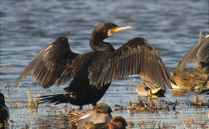 Corb marí gros (Phalacrocorax carbo)