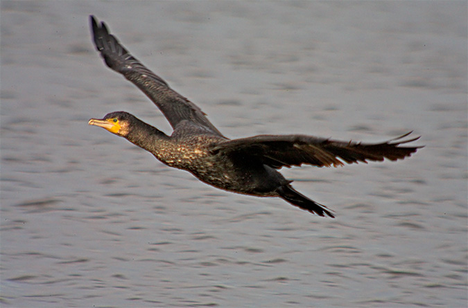 Corb mari gros (Phalacrocorax carbo)