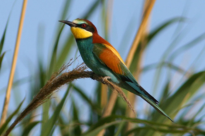 Abellerol.Merops apiaster