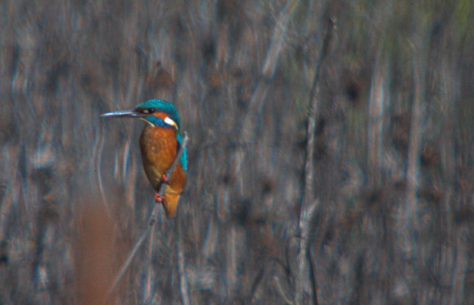 Blauet (Alcedo athis)