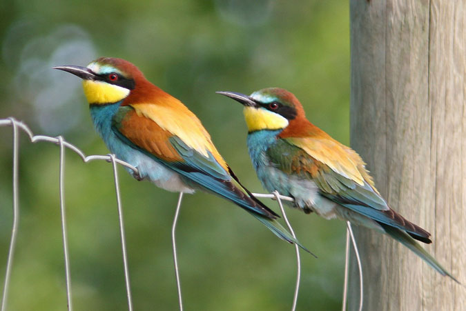 Abellerols.Merops apiaster