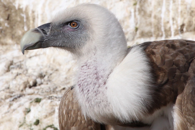 Voltor comú (Gyps Fulvus)