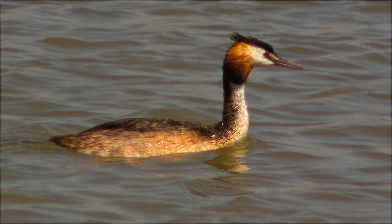 Cabussó emplomallat (Podiceps cristatus)