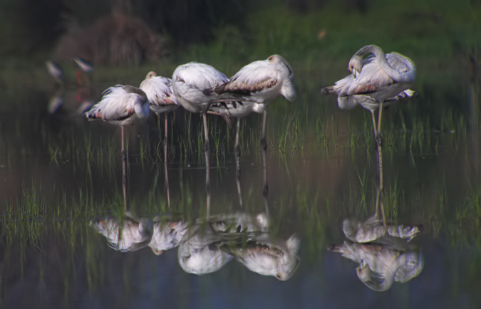 Flamencs (Phoenicopterus roseus)