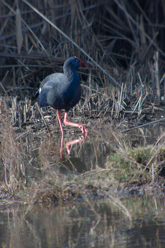 Polla blava (Porphyrio porphyrio)