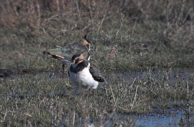 Fredeluga (Vanellus vanellus)