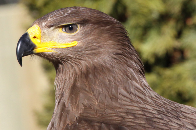 Aguila rapaç (Aquila Rapax)