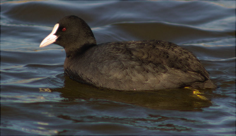 Fotja (Fulica atra)